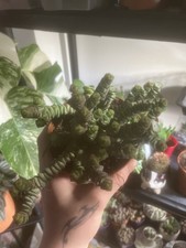 Crassula Marnieriana 10cm pot