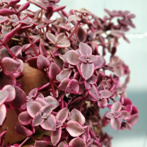 Crassula marginalis calico - marginalis, 'calico