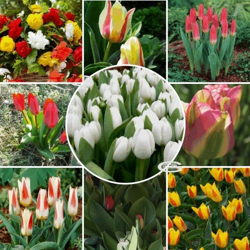 New tulips spring - spring, dwarf