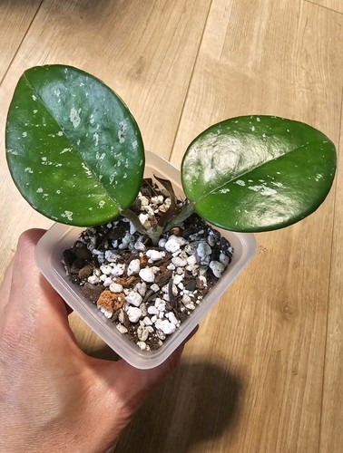 Hoya carnosa freckles splash - carnosa,
