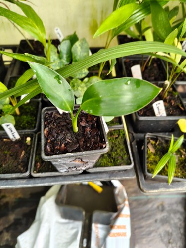 Strelitzia juncea cm pot - strelitzia,