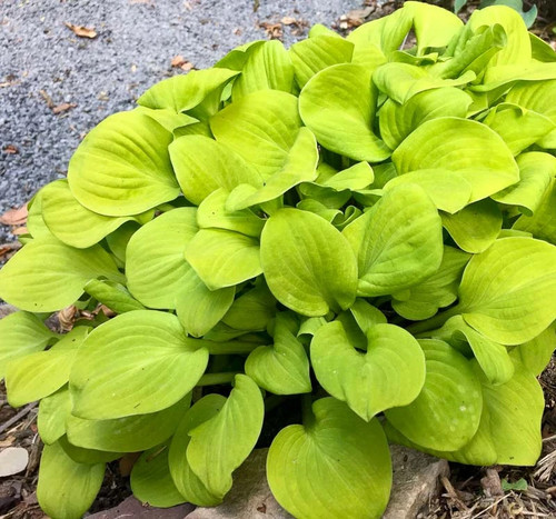 Hosta sun mouse compact - hosta,