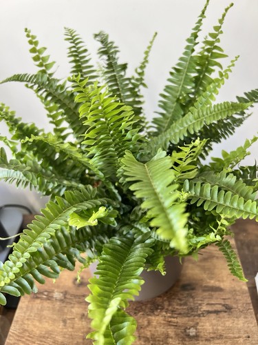 Boston fern nephrolepis - fern,