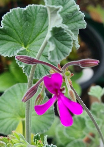 Pelargonium reniforme plant - reniforme.,