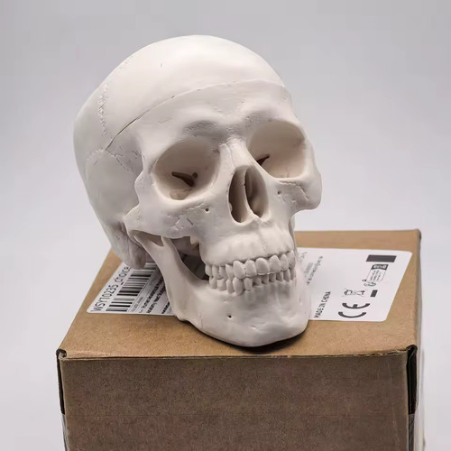 Human skull replica resin - human,