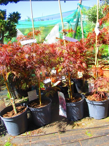 3ft 7litre - 3ft,