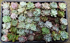 6 Mix Korean Echeveria Hybrids