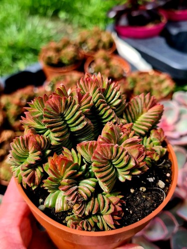 Crassula estagnol the spiral - estagnol,