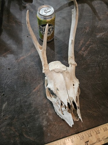 Wild point whitetail - point, deer