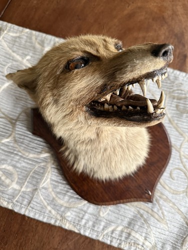 Taxidermy fox head - taxidermy,