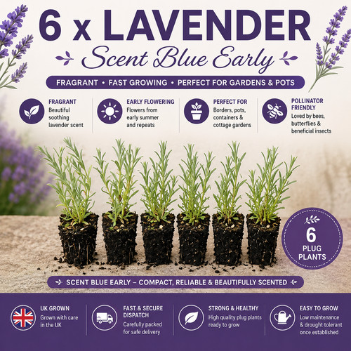 Lavender scent blue - lavender, plug