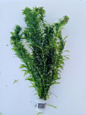 Bunches of Elodea Densa