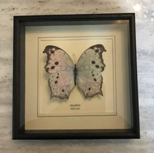 Real Salamis Butterfly Hand Set and Framed In UK Beautiful Gift- taxidermy *NEW*