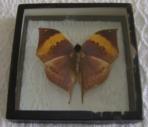 Vintage framed butterfly - vintage,