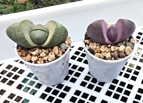 Pleiospilos nelii split - nelii,
