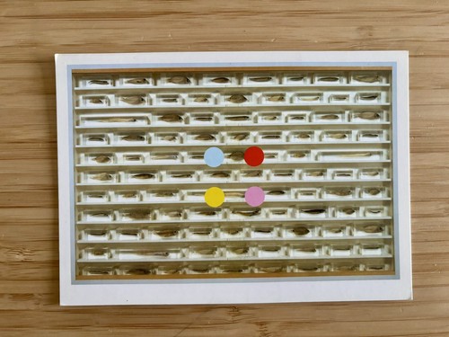 Damien hirst spot design - damien,