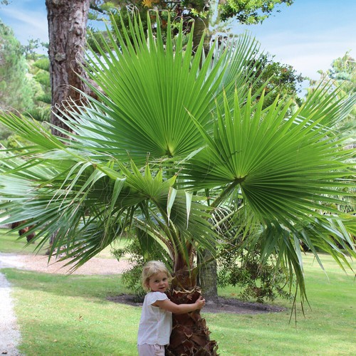 Washingtonia robusta cotton - washingtonia,