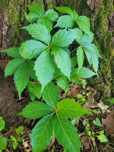 Virginia creeper fast growing - virginia,