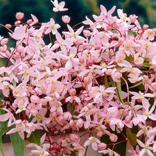 Clematis Apple Blossom | Hardy