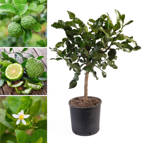 Citrus kaffir lime - citrus,