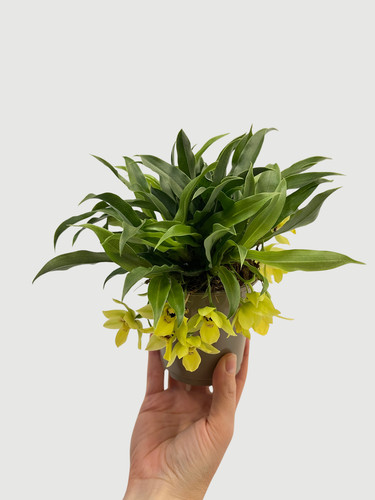 Promenaea sunlight orchid - promenaea,