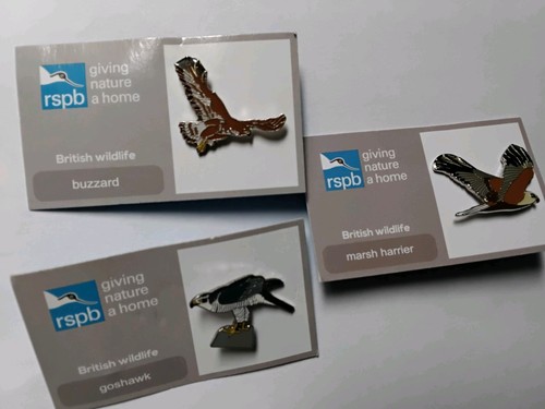 Rspb pin badges buzzard - rspb,