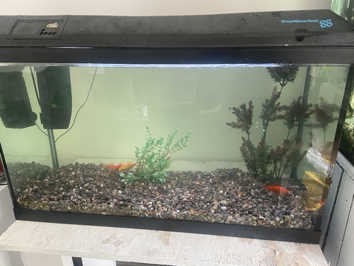 Complete fish tank - complete,