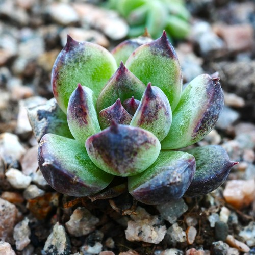Echeveria black bear 3cm - bear,
