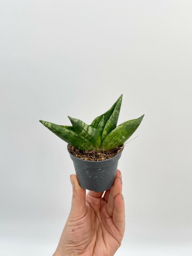 Sansevieria boncellensis - sansevieria,