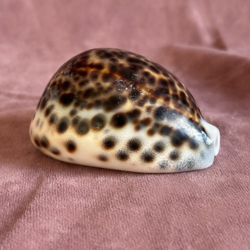 Large cypraea tigris tiger - tigris,