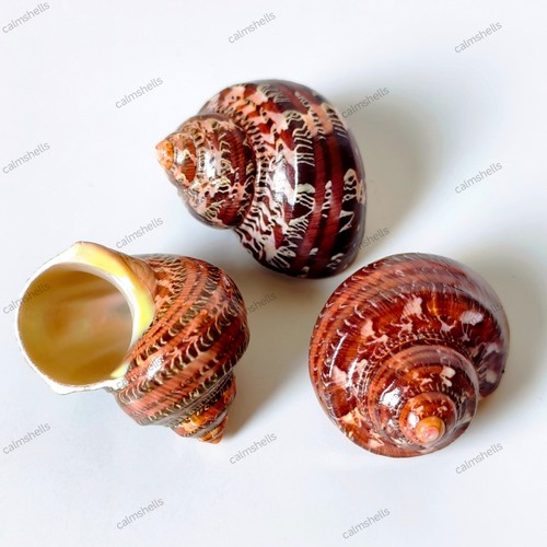Polished brown seashells - polished,
