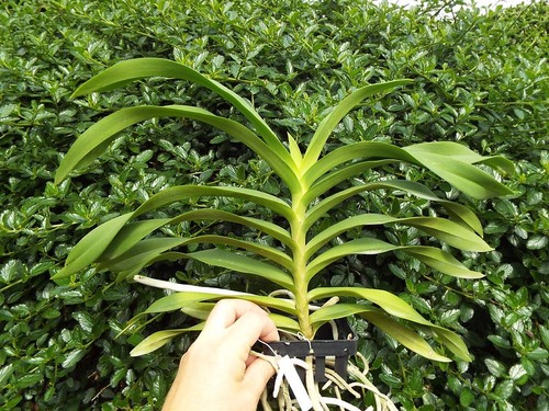 Rare vanda srisuk - rare, (