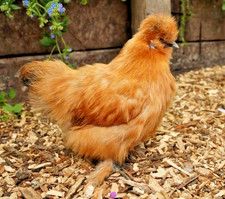 6 Gold Silkie eggs HENS/COCKS