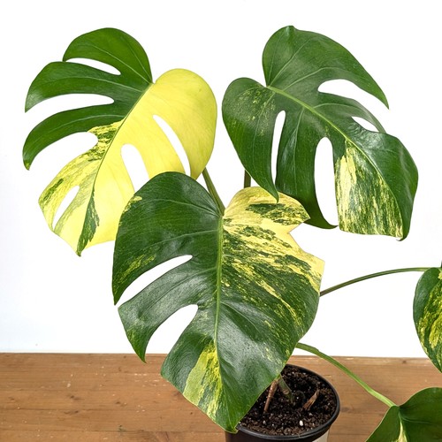 Monstera deliciosa yellow - monstera,