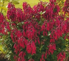 Low growing perennial like Shrub Phygelius Red Cape Fuchsia 9cm Pot