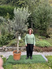 One large mature Olive Tree (Olea Europea) Evergreen - 220cm high including pot