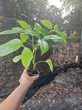 Umbrella Tree  Schefflera