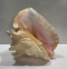 Vintage Conch Sea Shell Pink