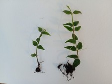 Hoya Bella 2x two rooted cuttings