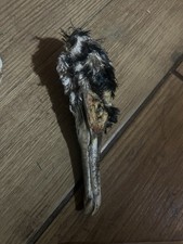 Mummified Cormorant Head +