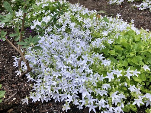 Campanula poscharskyana e - campanula, 'e