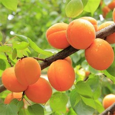 Prunus armeniaca, Apricot