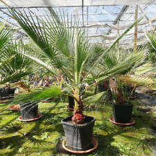 Washingtonia robusta, stem 30+ cm, total 130+ cm