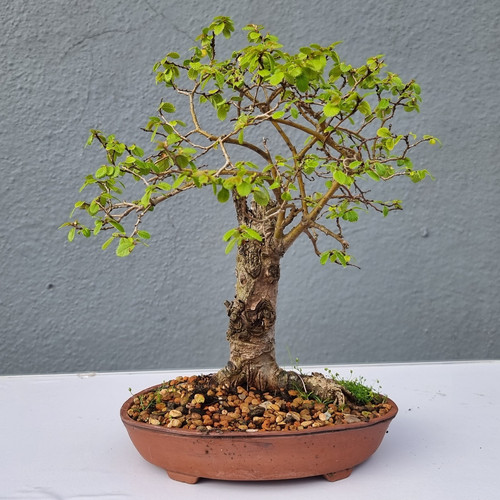 Chinese elm ulmus - ,