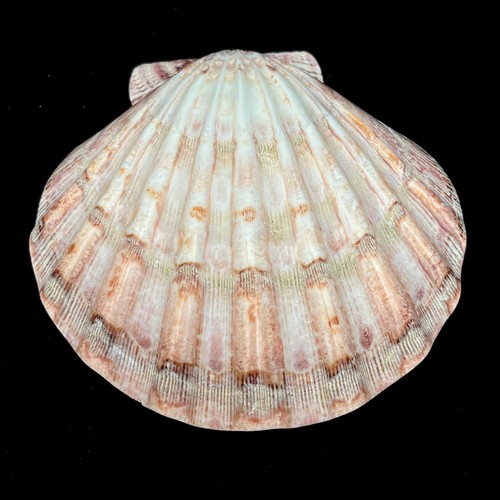Lions paw scallop - , seashell