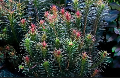Rotala bossii oxygenating - rotala,
