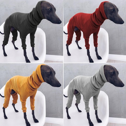 Winter puppy dog - ,