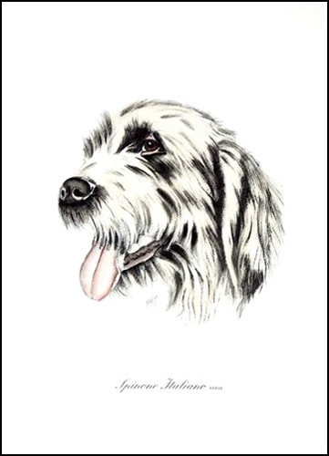 Italian spinone italiano dog - italian,