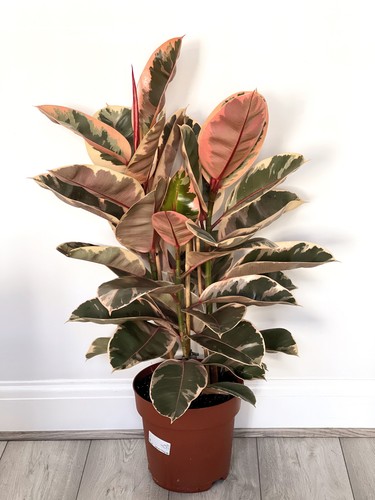 Ficus elastica belize rubber - ficus,