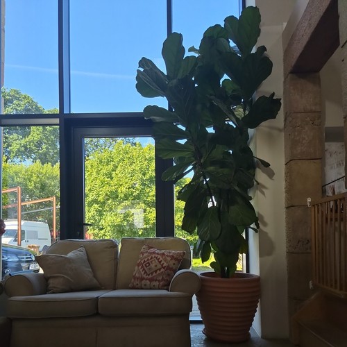 Large fiddle leaf - large, fiddle-leaf